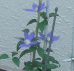 clematis